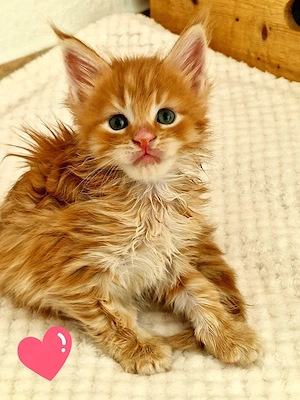Main Coon Kater-Kitten mit Stammbaum
