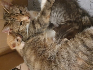 Kitten Baby Katze  