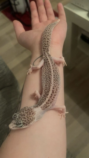 0.1 Super Galaxy Pied Side Leopardgecko