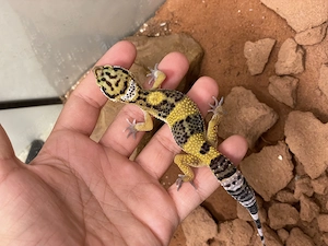 0.1 High Yellow x Mac Snow Leopardgecko Weibchen (gut als Haustier geeignet auch für Kinder)