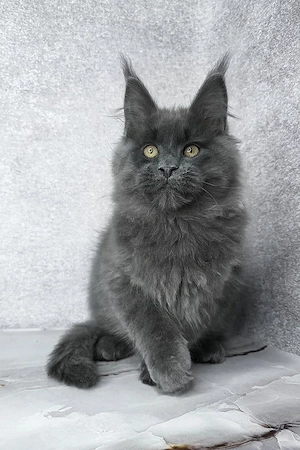 Wunderschöner, 3 Monate alter Maine-Coon-Kater sucht ein Zuhause für immer
