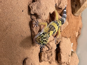 1.0 sehr schönes Leopardgecko Männchen (gut als Haustier geeignet auch für Kinder)