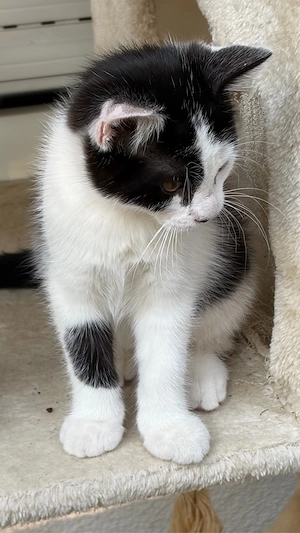 Mänliche Baby Katze, fast 3 monate alt  