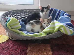3 süße baby katzen suchen ein zuhause