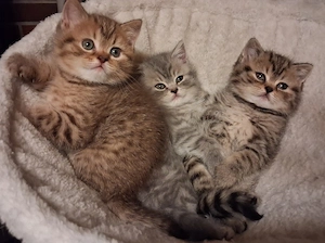 Reinrassige BKH Kitten 