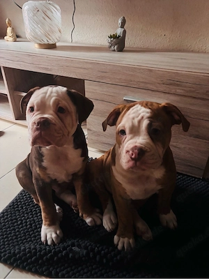old englisch Bulldog ( Auszugsbereit ) 