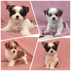 Biewer Yorkshire Terrier 