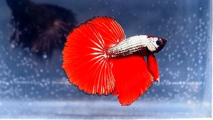 Verschiedene Kampffische (Betta Splendens) aus Hobbyzucht 