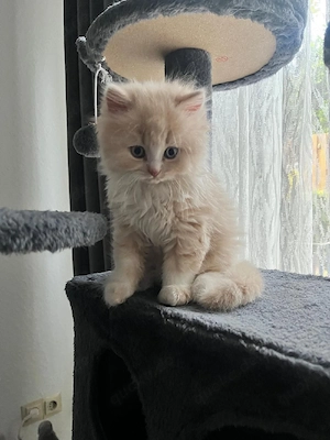 BKH Kitten abgabebereit!