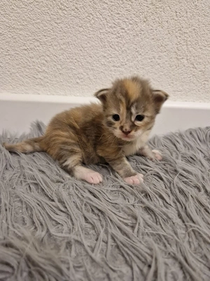 4 Traumhafte reinrassige XXL Maine Coon Kitten