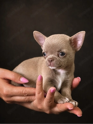 1 Chihuahua Rüde in der seltenen Farbe Lilac sucht noch sein Traumschloss 