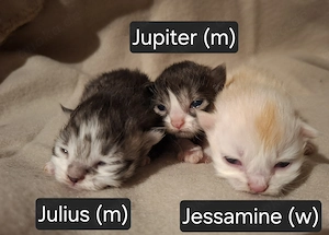 Wunderschöne Perser-Maine Coon-Edelmix Kitten N N Verpaarung geimpft gechipt