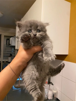 Kitten ab 12 wochen abzugenen 