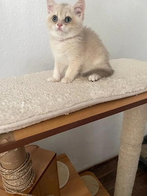Kitten BKH 