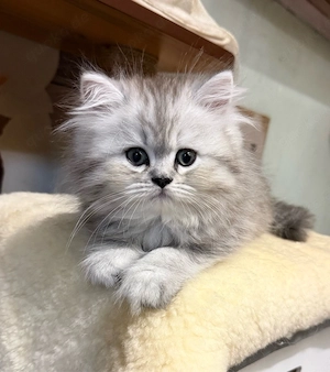 Babykatzen