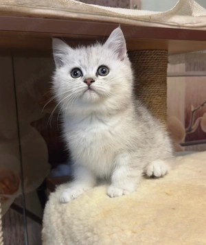 Babykatzen