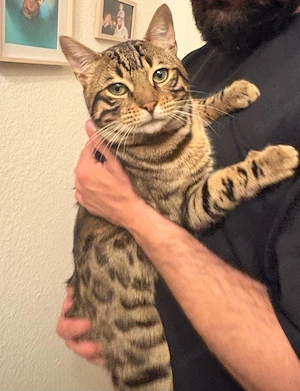 Bengal Kater 