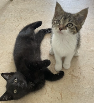 Zwei Katzenbabys suchen ein Zuhause