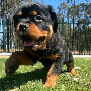 Reinrassige Rottweiler Welpen 