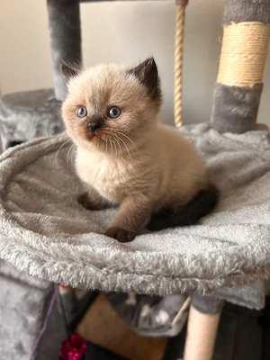 Unsere Kitten suchen bald ein liebevolles für-immer Zuhause 