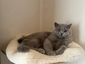 Deckkater BKH Bild 2