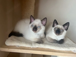 Birma-Bkh Kitten