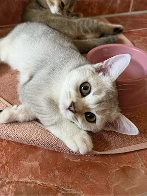 Reinrassiges BKH Kitten weiblich abholbereit