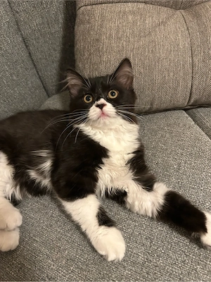 BKH Kitten 