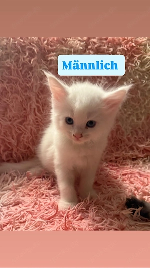 Reinrassige Maine-Coon Kitten suchen ein liebevolles Zuhause 