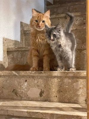 Maine Coon Kitten
