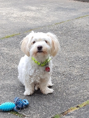 Kleinen Hund  zu verkaufen