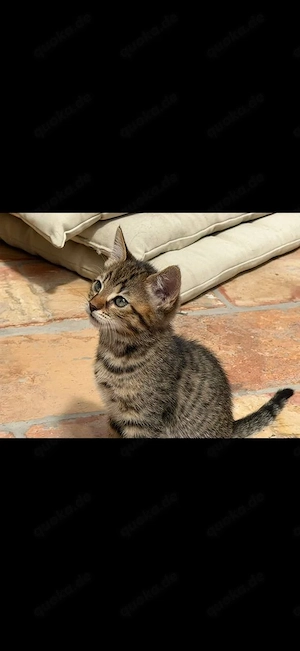 kleiner Kater möchte eine eigene Familie