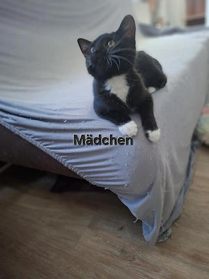 Mix-Kitten gg. Schutzgebühr FünfzigEuro