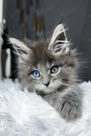 Ein süßes, 3 Monate altes Maine-Coon-Kätzchen sucht ein liebevolles Zuhause für immer.   