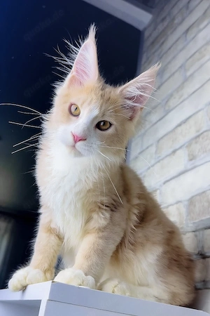 Ein bezauberndes, 3 Monate altes Maine-Coon-Kätzchen sucht ein liebevolles Zuhause für immer.   