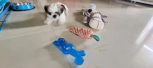 Entzückende kleine Shih-Tzu-Welpen, die zur Adoption und Umsetzung bereit sind