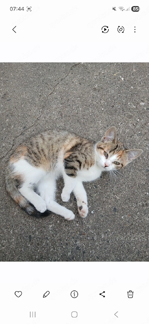 Kitten abzugeben !