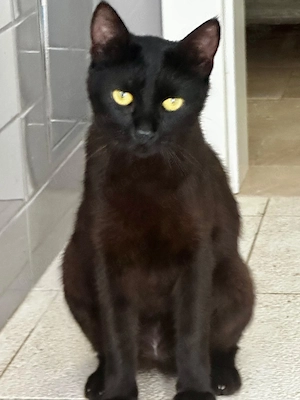 Traumkater Max sucht Traumzuhause