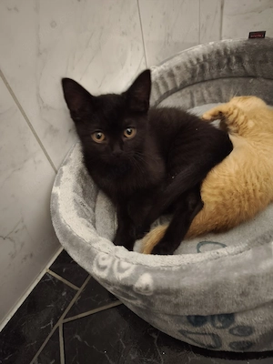 bkh kitten