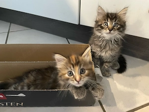 Wunderschöne reinrassige Main Coon Kitten