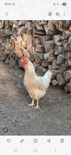 Junghahn Hahn abzugeben 