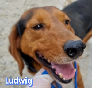 Ludwig, 12 20 - treuer Bracken-Herr sucht 2te Chance