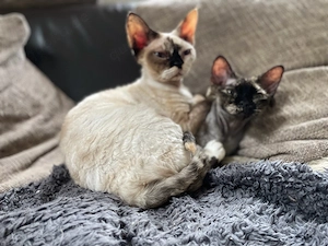 Zwei Devon Rex Katzen