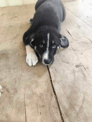 Romeo sucht ein liebevolles Zuhause 