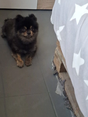 Hund abzugeben