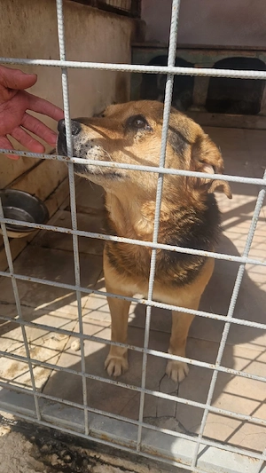 Milo sucht dringend ein Zuhause