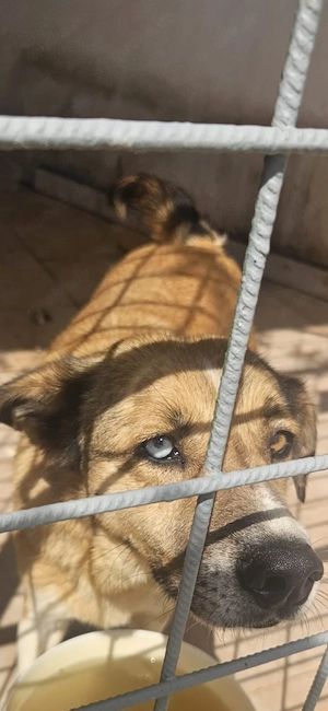 Loki sicht dringend sein warmes Körbchen   