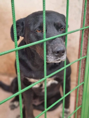Blacky möchte ein schönes Zuhause