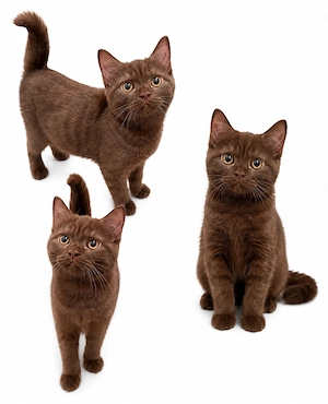 Liebevolle reinrassige BKH-Katze sucht ein neues Zuhause!