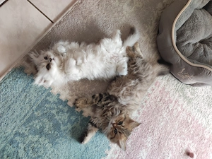 BLH Kitten, abgabebereit 